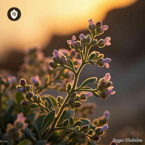 Sideritis Syriaca sugar granules in spherical form for energetic homeopathic (nonmedical) dry presentation and standardized packaging