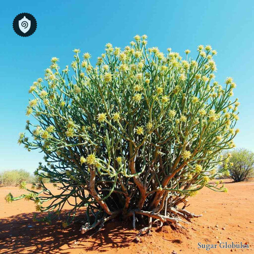 Sideroxylon Lycioides sugar granules in orb format for standard energetic homeopathic (nonmedical) dry sphere presentation