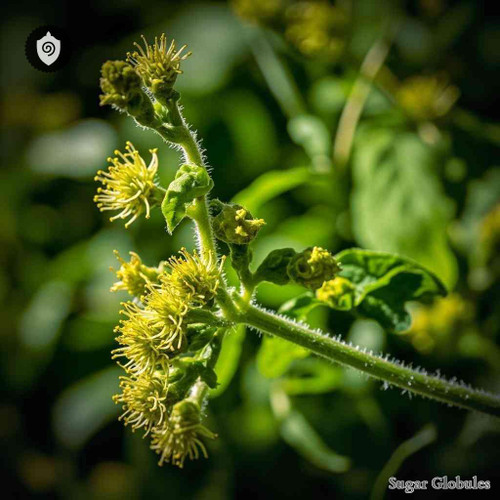 Siegesbeckia Orientalis sugar orbs in precise pellet form for energetic homeopathic (nonmedical) dry-form presentation