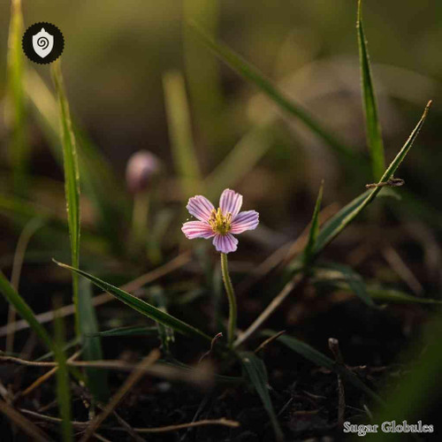 Silene Pusilla sugar orbs in precise spherical form for energetic homeopathic (nonmedical) remedy presentation and storage