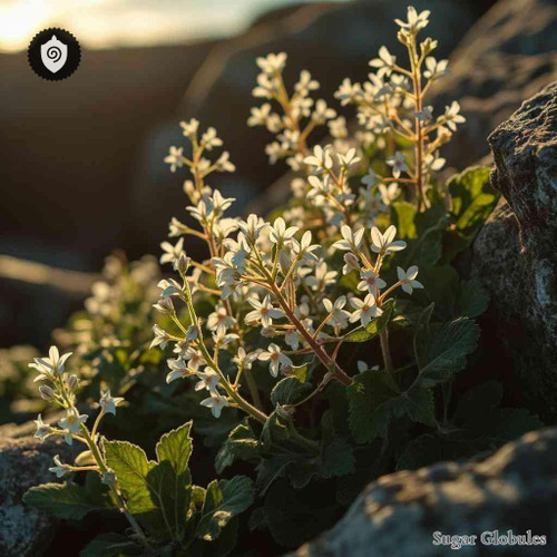 Silene Uniflora sugar spheres in compact orb format for energetic homeopathic (nonmedical) dry-form presentation