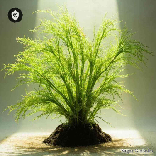 Socratea Exorrhiza sugar spheres in precise orb format for energetic homeopathic (nonmedical) dry-form presentation and storage