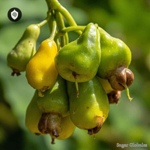 Solanum Mammosum sugar spheres in precise orb form for energetic homeopathic (nonmedical) solid-form presentation and storage