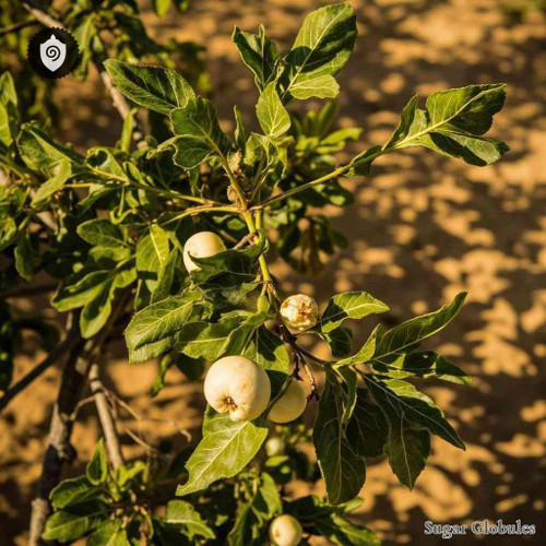 Solanum Sodomeum sugar spheres in uniform orb format for energetic homeopathic (nonmedical) dry presentation and storage