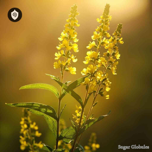 Solidago Virgaurea sugar spheres in uniform orb format for energetic homeopathic (nonmedical) dry-form presentation and storage