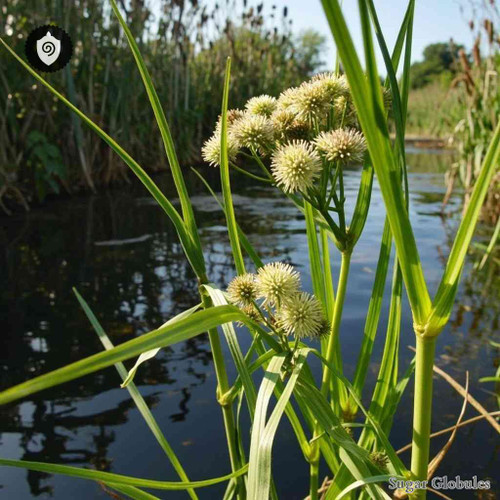 Sparganium Ramosum sugar orbs in spherical form for energetic homeopathic (nonmedical) dry-format presentation