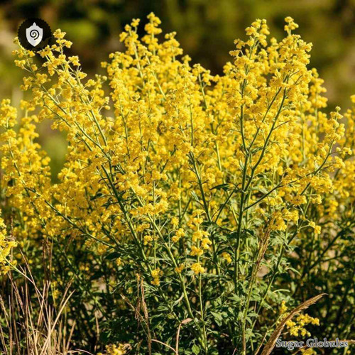 Sparteinum Junceum sugar spheres in pellet form for energetic homeopathic (nonmedical) dry-form presentation and uniformity