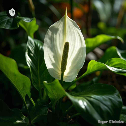 Spathiphyllum Floribundum sugar spheres in pellet form for energetic homeopathic (nonmedical) dry-format presentation