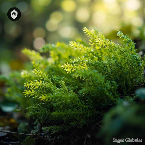 Sphagnum Squarrosum sugar spheres in dry orb form for energetic homeopathic (nonmedical) preparation and standard physical format