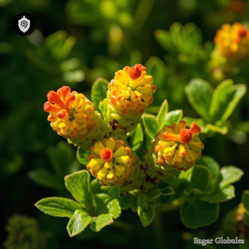 Spilanthes Acmella sugar spheres in precise orb format for energetic homeopathic (nonmedical) dry-form presentation and storage