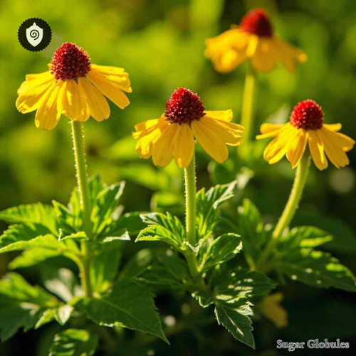 Spilanthes Oleracea sugar granules in uniform orb format for energetic homeopathic (nonmedical) dry-form presentation