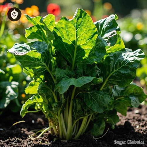 Spinacia Oleracea sugar spheres in uniform orb form for energetic homeopathic (nonmedical) dry-form presentation and storage