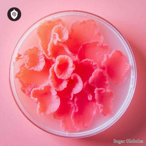 Sporobolomyces Roseus sugar orbs in uniform spherical form for energetic homeopathic (nonmedical) dry formulation and presentation