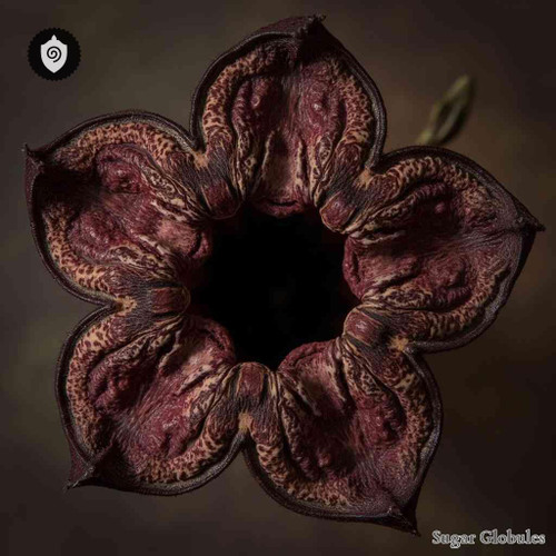 Stapelia Gigantea sugar spheres in pellet form, ideal for energetic homeopathic (nonmedical) dry-form remedy presentation