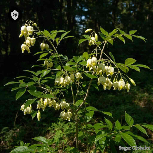 Staphylea Trifolia sugar spheres in compact orb form for energetic homeopathic (nonmedical) dry-form presentation and storage