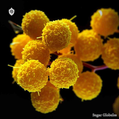 Staphylococcus Aureus sugar spheres in compact orb format for energetic homeopathic (nonmedical) dry-form presentation and storage