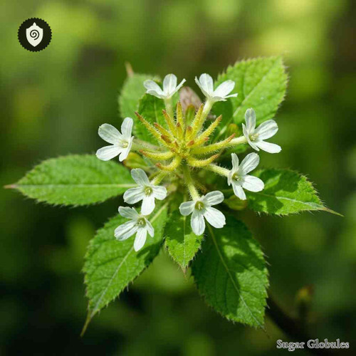 Stellaria Media sugar granules in consistent orb format for precise energetic homeopathic (nonmedical) dry-form presentation