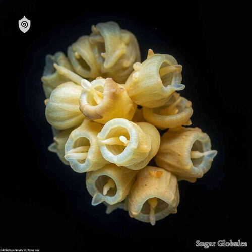 Sterigmatocystis Candidum sugar granules in spherical pellet form for energetic homeopathic (nonmedical) dry-form presentation