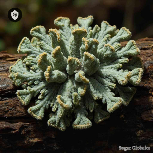 Sticta Pulmonaria sugar spheres in uniform orb form for energetic homeopathic (nonmedical) dry-form presentation and storage