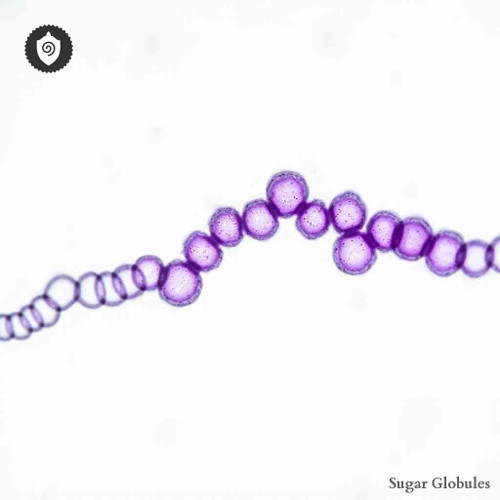 Streptococcus Agalactiae sugar spheres in uniform orb format for energetic homeopathic (nonmedical) remedy presentation