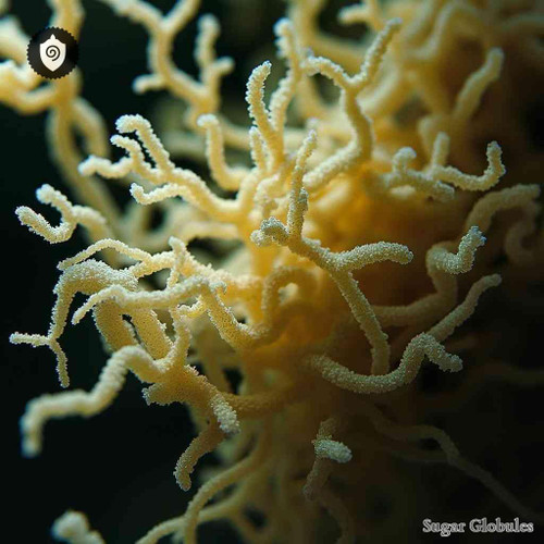 Streptomyces Aureofaciens sugar spheres in pellet form for energetic homeopathic (nonmedical) physical remedy presentation