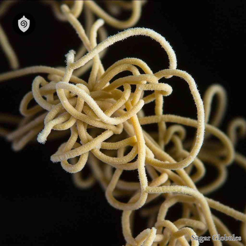 Streptomyces Noursei sugar spheres in compact granule form for energetic homeopathic (nonmedical) physical presentation