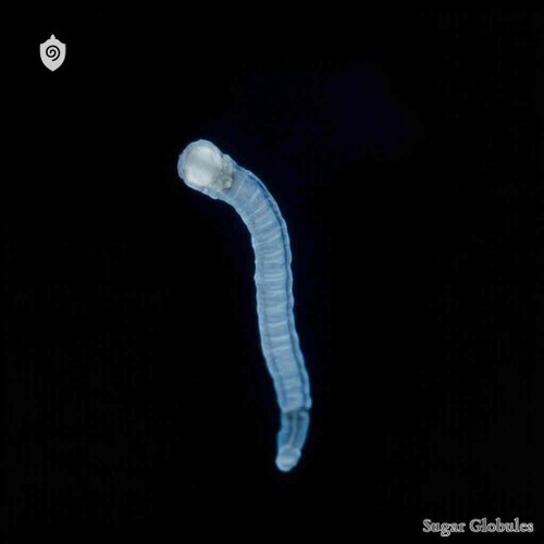 Strongyloides Stercoralis sugar spheres in compact orb format for energetic homeopathic (nonmedical) dry-form physical presentation