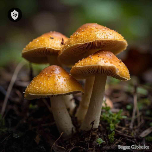 Stropharia Semiglobata sugar spheres in uniform orb form for energetic homeopathic (nonmedical) dry-form presentation