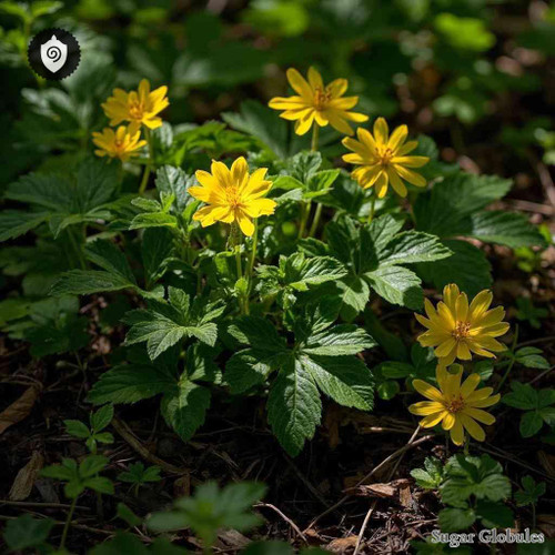 Stylophorum Diphyllum sugar spheres in round pellet form for energetic homeopathic (nonmedical) dry preparation and packaging