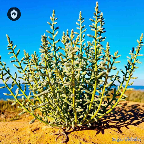 Suaeda Vera sugar spheres in compact orb form for energetic homeopathic (nonmedical) dry-form presentation and storage