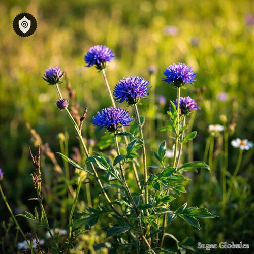 Succisa Pratensis sugar spheres in consistent orb shape for energetic homeopathic (nonmedical) pellet form and dry storage solution