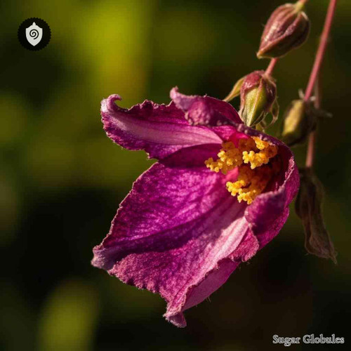 Swainsonia Formosa sugar spheres in compact pellet form for energetic homeopathic (nonmedical) dry-form presentation and storage