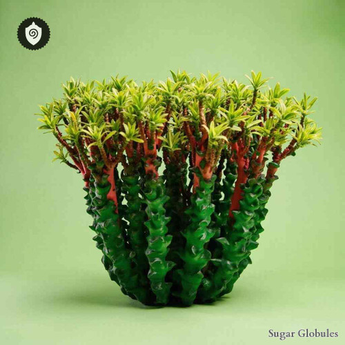 Synadenium Grantii sugar spheres in orb form for energetic homeopathic (nonmedical) physical presentation and organized storage