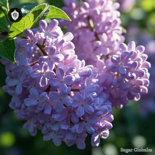 Syringa Vulgaris sugar granules in uniform orb form for energetic homeopathic (nonmedical) dry storage and physical remedy presentation