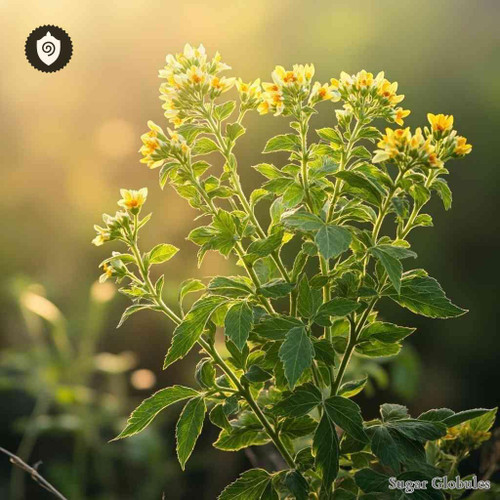 Tanacetum Balsamita sugar spheres in uniform pellet form for energetic homeopathic (nonmedical) dry-form packaging