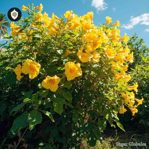 Tecoma Pentaphylla sugar spheres in compact orb format for energetic homeopathic (nonmedical) dry-form presentation