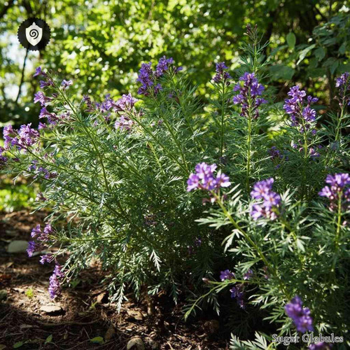 Tephrosia Vogelii sugar granules in spherical pellet form for energetic homeopathic (nonmedical) dry-format presentation