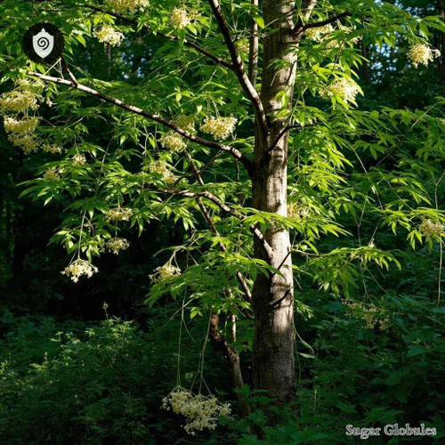 Tetradium Ruticarpum sugar granules in standard orb form for energetic homeopathic (nonmedical) dry product presentation