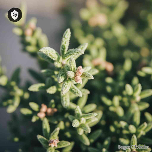 Teucrium Marum Verum sugar orbs in uniform spherical form for energetic homeopathic (nonmedical) dry product presentation