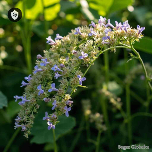 Thalictrum Delavayi sugar orbs in uniform pellet form for energetic homeopathic (nonmedical) dry-form presentation and storage
