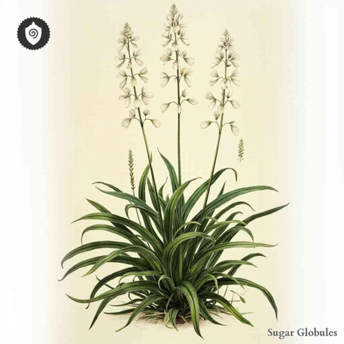 Thlaspi Macrophyllum sugar spheres in consistent pellet form for energetic homeopathic (nonmedical) dry-form presentation