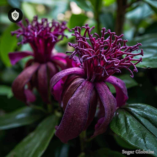 Thomandersia Hensii sugar spheres in uniform orb form for energetic homeopathic (nonmedical) dry-format presentation