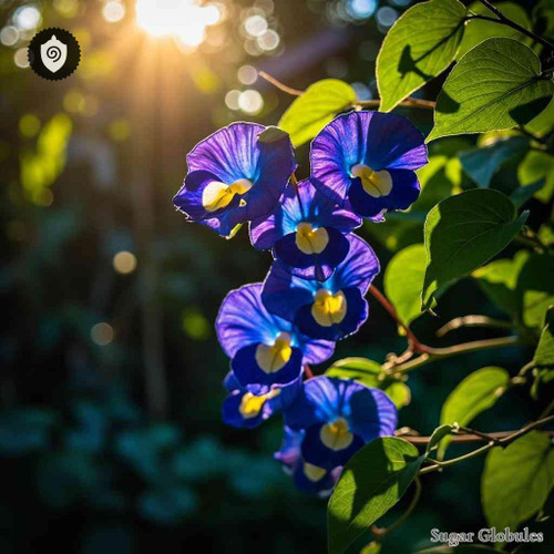Thunbergia Erecta sugar orbs in uniform pellet format for energetic homeopathic (nonmedical) dry-form presentation