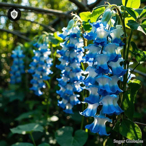 Thunbergia Grandiflora sugar spheres in consistent orb form for energetic homeopathic (nonmedical) dry-form presentation