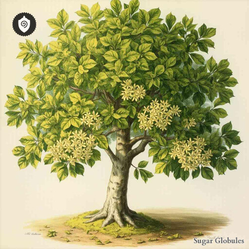 Tilia Alburnum sugar granules in orb format for energetic homeopathic (nonmedical) dry-form presentation and physical remedy listing