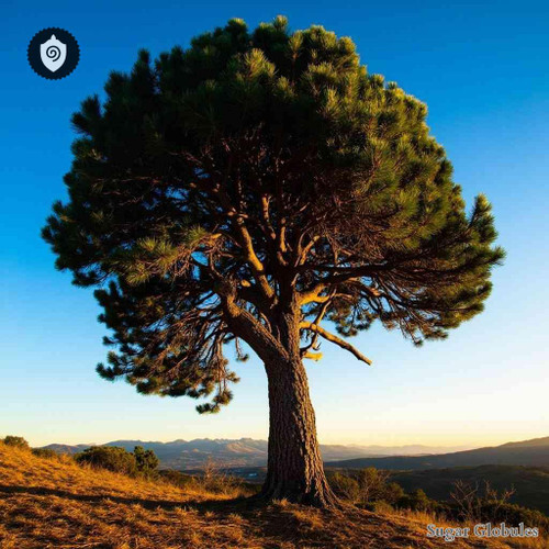 Torreya Grandis sugar granules in orb format, crafted for energetic homeopathic (nonmedical) dry-form pellet presentation