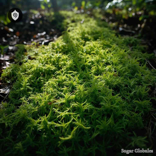 Tortella Tortuosa sugar spheres precisely shaped as small granules for energetic homeopathic (nonmedical) physical product presentation