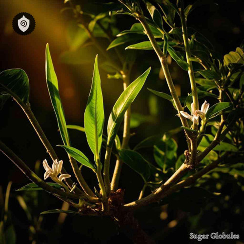 Tournefortia Glabra sugar spheres arranged in precise orb format for energetic homeopathic (nonmedical) dry-form presentation