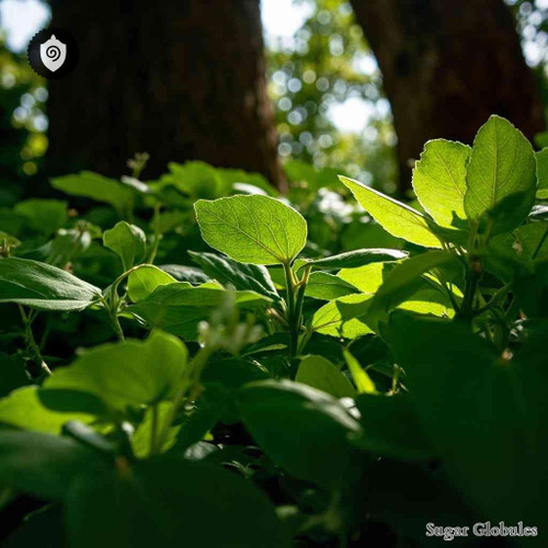 Trema Micrantha sugar spheres in orb format for energetic homeopathic (nonmedical) dry-form pellet presentation