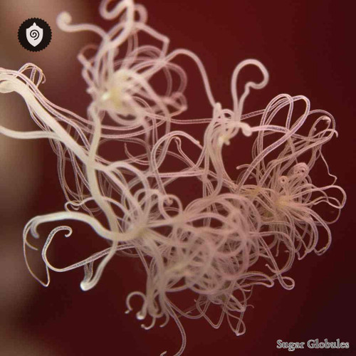 Trichophyton Rubrum sugar spheres in consistent orb form for energetic homeopathic (nonmedical) dry presentation and storage